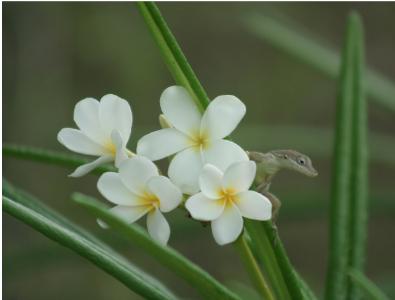 Frangipani and Friend