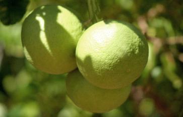 Grapefruit